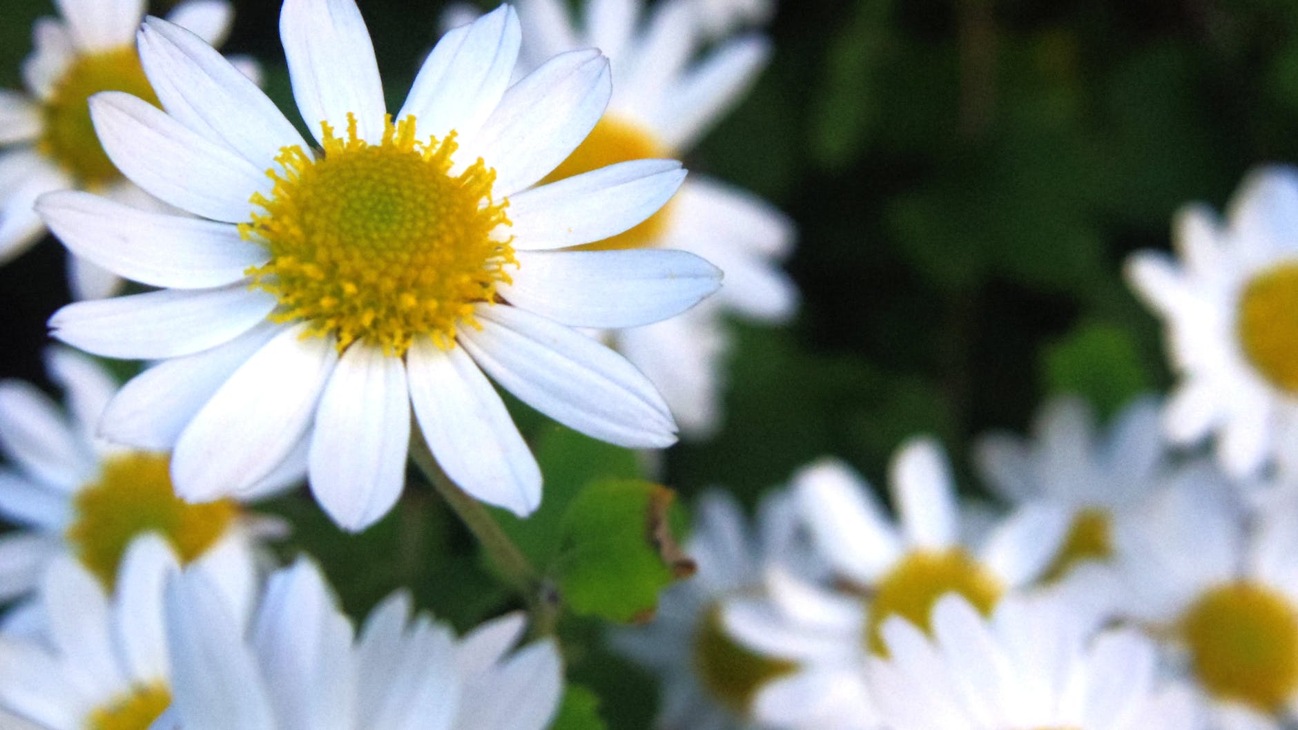 white and yellow flowers